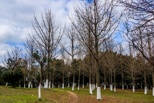 樹木 公園 藍(lán)天 樹枝 冬季