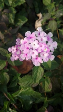 小花