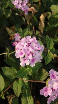 小花