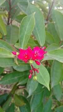 小花
