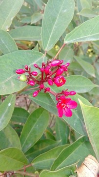 小花