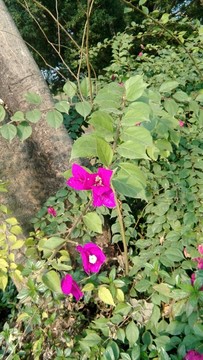 小花