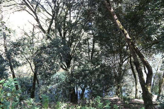 原始樹林