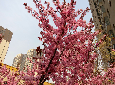 三月桃花開(kāi)