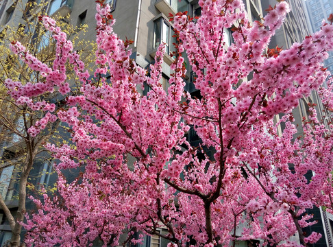 三月桃花開(kāi)