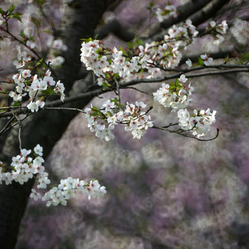 櫻花
