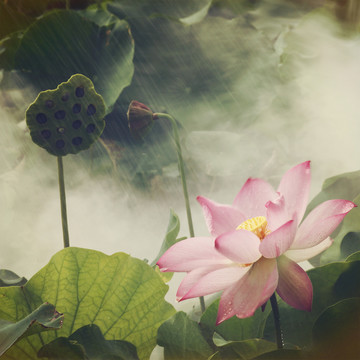 雨中荷花