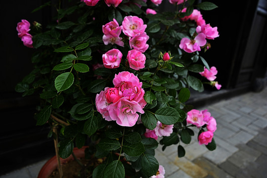薔薇花