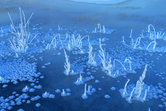 冰河草葉霜花