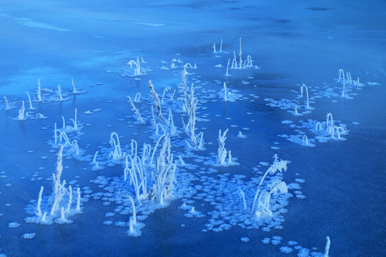 冰河草葉霜花