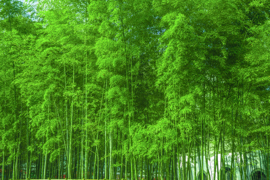 竹林背景 高清竹林