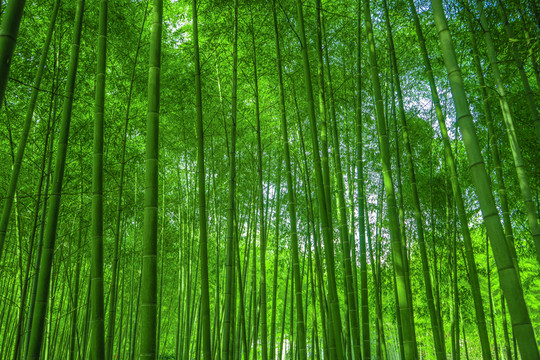 竹林背景 高清竹林