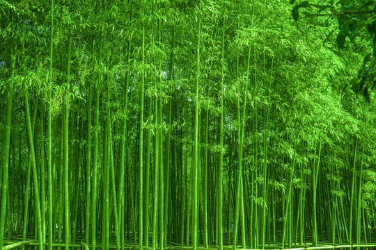 竹林背景 高清竹林