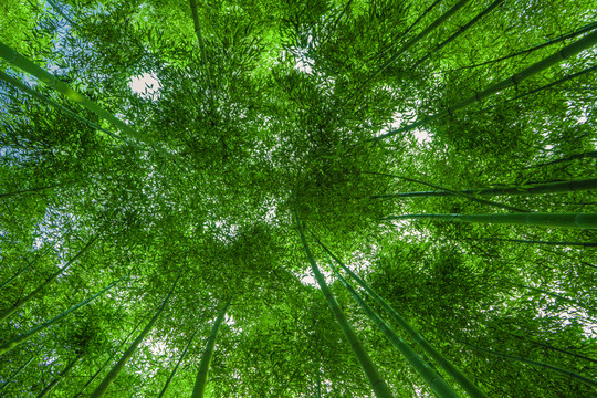 竹林背景 高清竹林