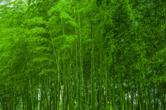 竹林背景 高清竹林