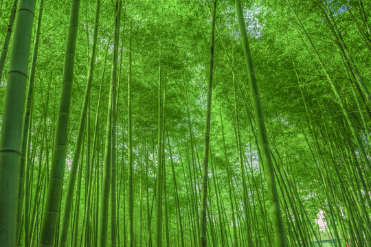 竹林背景 高清竹林