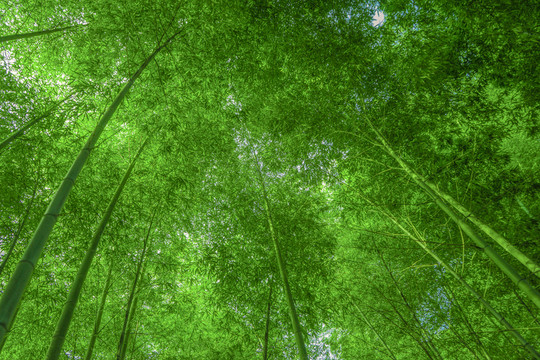 竹林背景 高清竹林