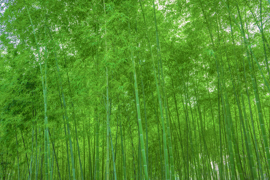 竹林背景 高清竹林
