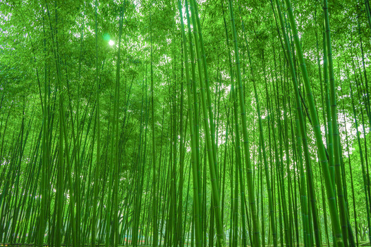 竹林背景 高清竹林