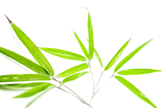 竹葉高清 葉子素材 樹葉素材