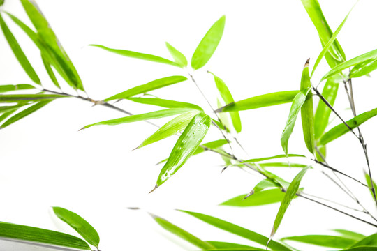 竹葉高清 葉子素材 樹葉素材