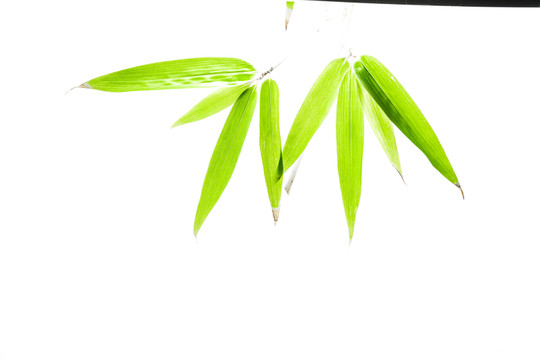 竹葉高清 葉子素材 樹葉素材