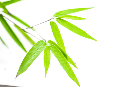 竹葉高清 葉子素材 樹葉素材