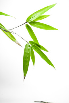 竹葉高清 葉子素材 樹葉素材