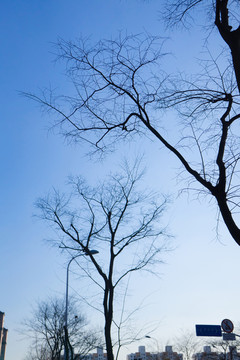 枯樹(shù) 枯樹(shù)無(wú)框畫(huà) 抽象畫(huà)
