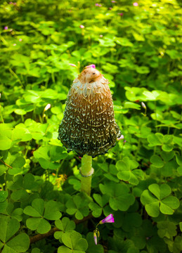 野生蘑菇