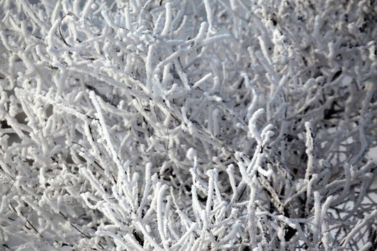 霧凇 樹掛 潔白 白雪