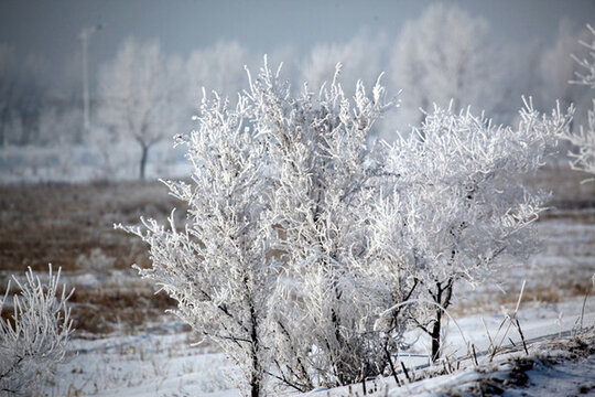 霧凇 樹掛 潔白 白雪 冬季