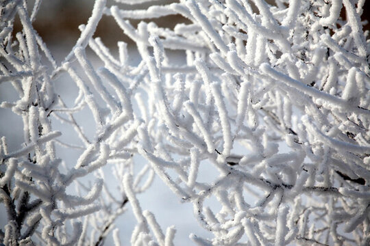 霧凇 樹掛 潔白 白雪