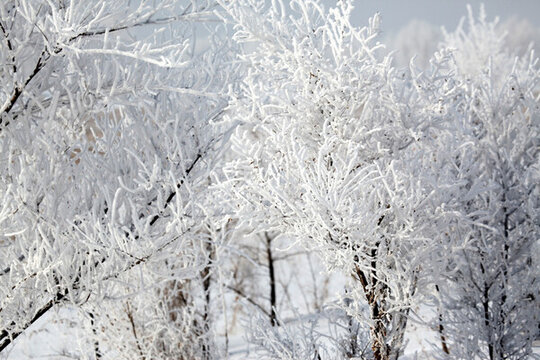 霧凇 樹掛 潔白 白雪 冬季