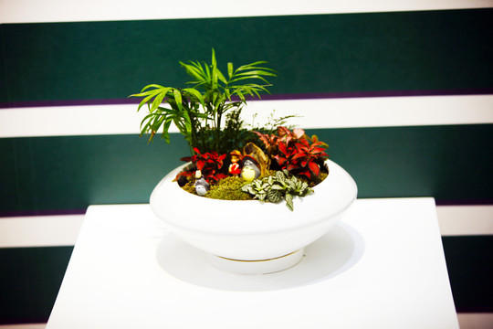 盆景 插花 小盆栽 小清新