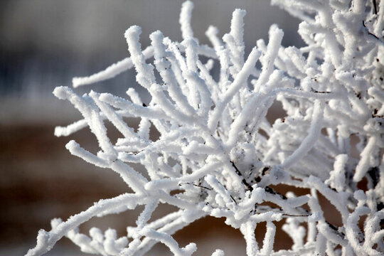 霧凇 樹掛 潔白 白雪 冬季
