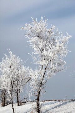 霧凇 樹掛 潔白 白雪 冬季