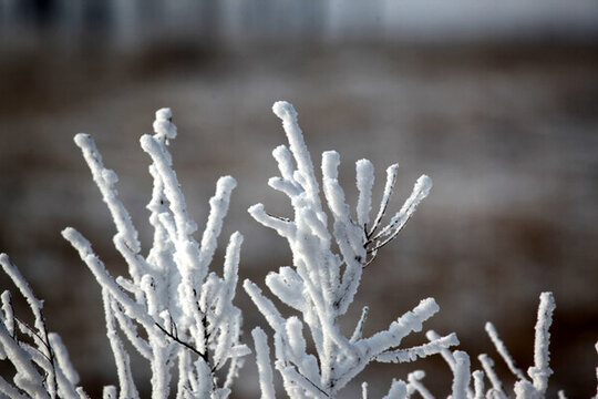 霧凇 樹掛 潔白 白雪