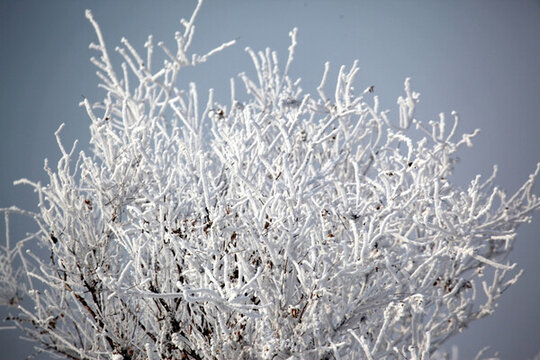 霧凇 樹掛 潔白 白雪