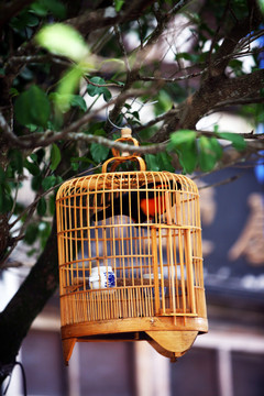 鳥籠