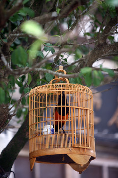 鳥(niǎo)籠