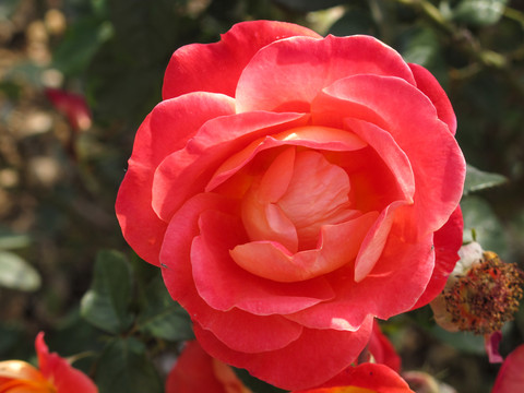 月季花