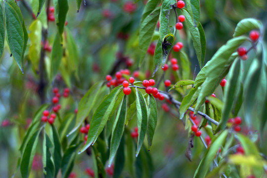 小紅果實(shí)