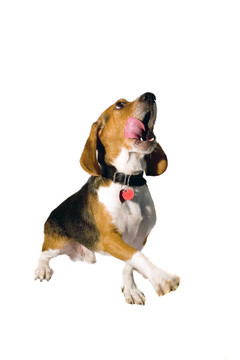 乞討的小獵犬