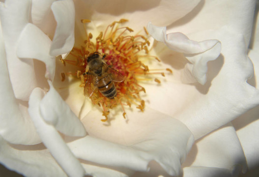 蜜蜂采集花粉