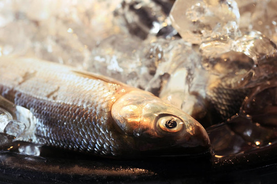 新鮮的魚(yú)