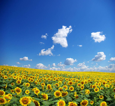 向日葵花田