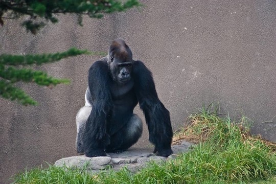 西部低地大猩猩