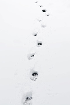 雪中的腳印