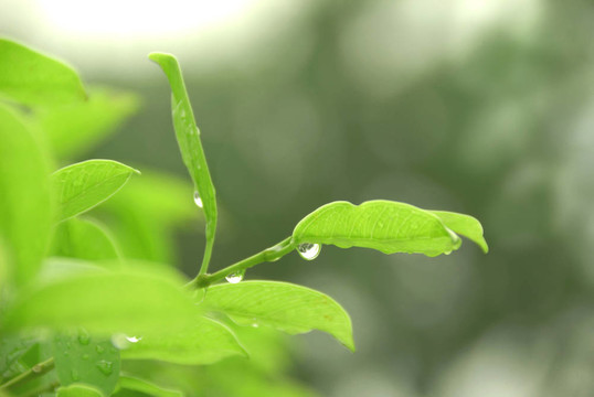 雨后茶